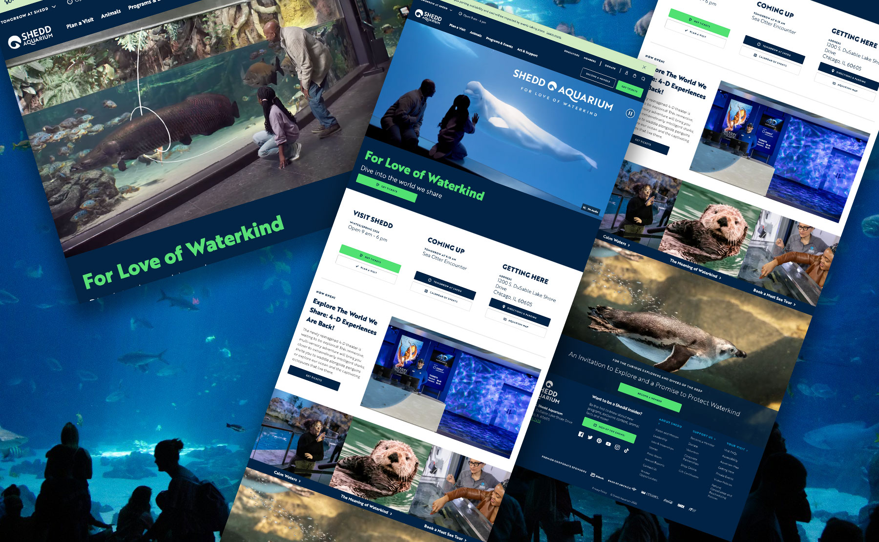 WordPress and Divi website design service preview by Divi Dojo