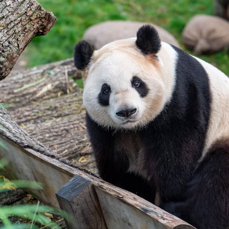 WWF Canada website project